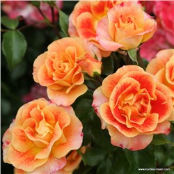 Rosa floribunda Airbrush