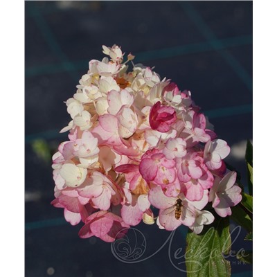 Гортензия метельчатая (Hydrangea paniculata `Little Blossom`)	C 3