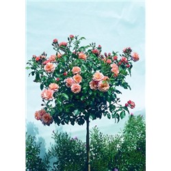 роза Кордес Априкола (штамб 80 см. )