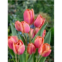 Тюльпан многоцветковый Драгон Кинг 10 шт
