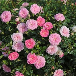 Rosa groundcover Sweet Knirps