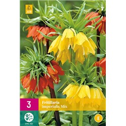 Fritillaria Imperialis Mix * 18/20 * 3 шт XXL