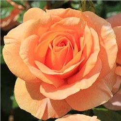Rosa floribunda Bengali