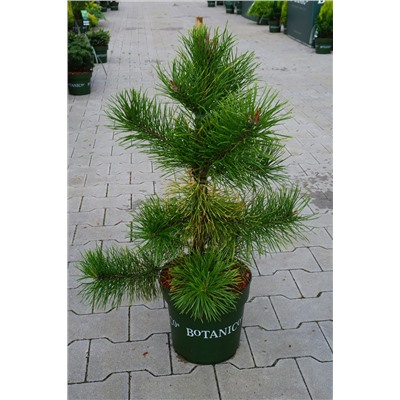 Pinus contorta 'Chief Joseph'	D 6	L 40-60