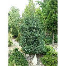 Abies koreana 'Fastigiata'	C2