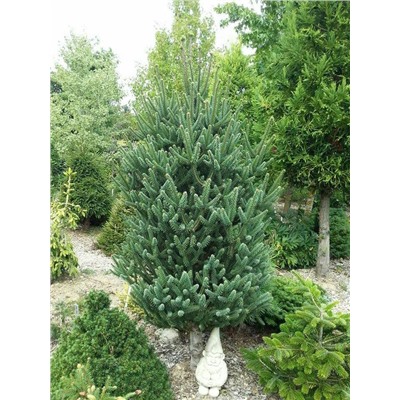 Abies koreana 'Fastigiata'	C2