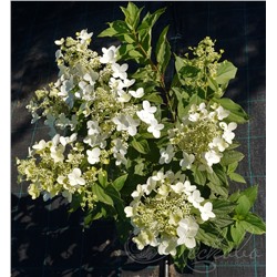 Гортензия метельчатая (Hydrangea paniculata `White Lady`), С 7,5