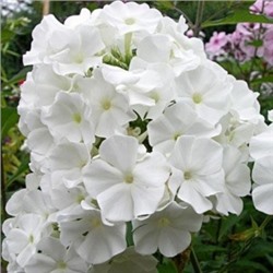 Флокс метельчатый White Sparr Phlox paniculata White Sparr, С1