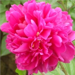 Paeonia herbaceous Lao Lai Hong (tube) Пион травянистый Китайский Шелк