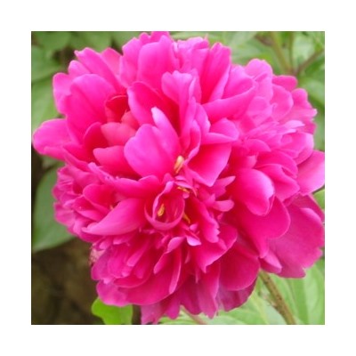 Paeonia herbaceous Lao Lai Hong (tube) Пион травянистый Китайский Шелк