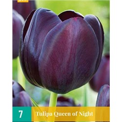 Queen Of Night [11/12] 7шт