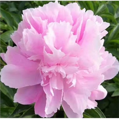 Paeonia herbaceous Tao Hua Fei Xue (tube) Пион травянистый Голубая Жемчужина