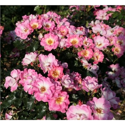Rosa floribunda Dolomiti