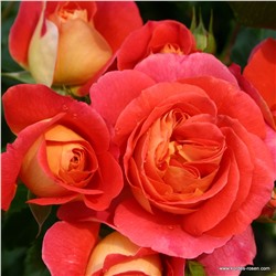 Rosa floribunda Gebrüder Grimm