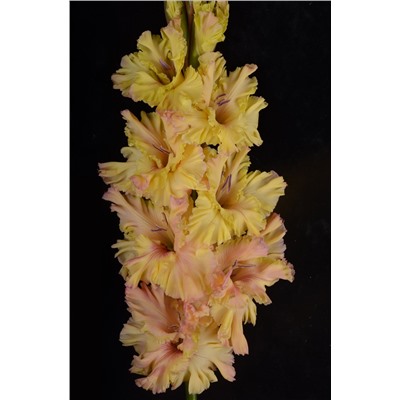 Гладиолус крупноцветковый Неправильный Мед