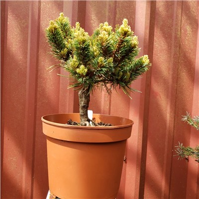 Pinus parviflora 'Kinpo' 20-25 cm cont. 5,0L