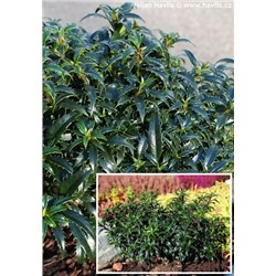 Ilex aquifolium 'Heckenzwerg' 20-25 cm cont. 3,0L