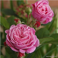 Rosa floribunda Rosengrafin Marie Henriette