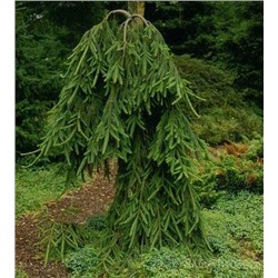 Ель Picea abies Frohburg C20 80-100