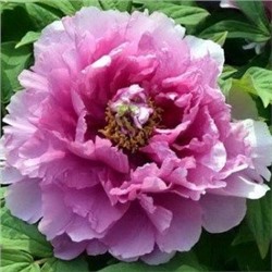 Paeonia tree Fu gui man tang (tube)  Пион древовидный Приносящий изобилие