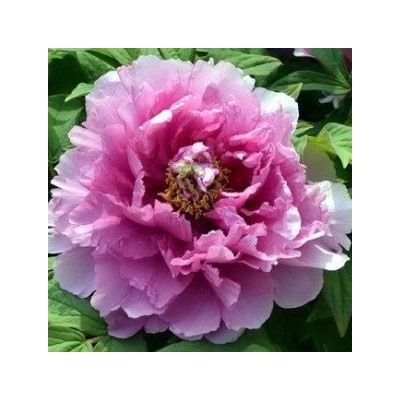 Paeonia tree Fu gui man tang (tube)  Пион древовидный Приносящий изобилие