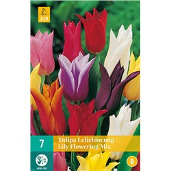 Tulipa Lily Flowering Mix * 11/12 * 7 шт