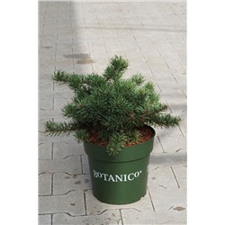 Pinus banksiana 'Tucker´s Dwarf'	D 6	L 40-60