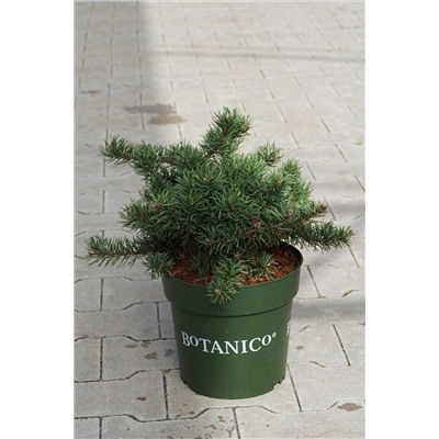 Pinus banksiana 'Tucker´s Dwarf'	D 6	L 40-60