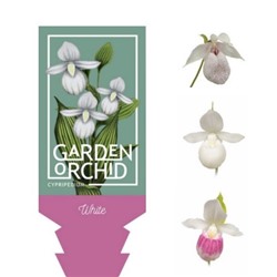 White - Garden Orchid