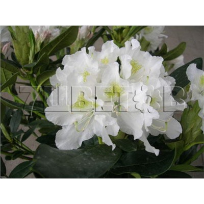 Rhododendron hybriden Cunningham's White