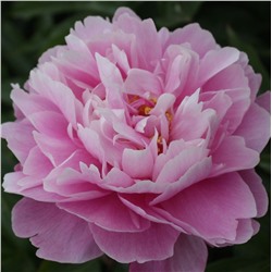 Paeonia herbaceous Hu Shui Dang Xia (tube) Пион травянистый Розовая Лазурь