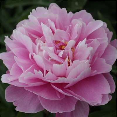 Paeonia herbaceous Hu Shui Dang Xia (tube) Пион травянистый Розовая Лазурь