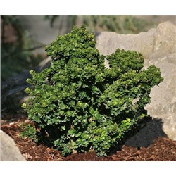 Ilex crenata 'Dwarf Pagoda' 15-20 cm cont. 2,0L