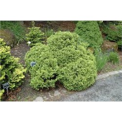 Chamaecyparis pisifera 'Silver Lode' 20-25 cm cont. 3,0L