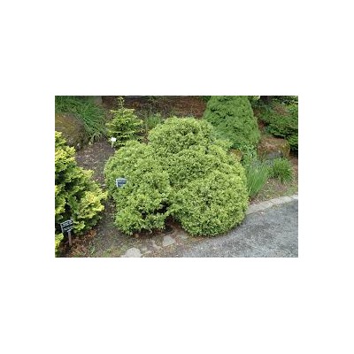 Chamaecyparis pisifera 'Silver Lode' 20-25 cm cont. 3,0L