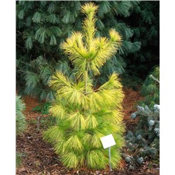 Pinus strobus 'Louie' 30-40 cm cont. 4,0L