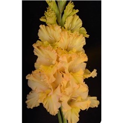 Гладиолус крупноцветковый В-16-764