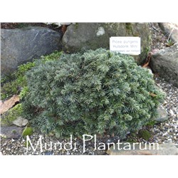 Picea pungens 'Hulsdonk Mini' 15-20 cm cont. 3,0L