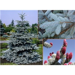 Picea pungens 'Hoopsii'	C3