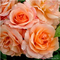 Rosa floribunda Aprikola