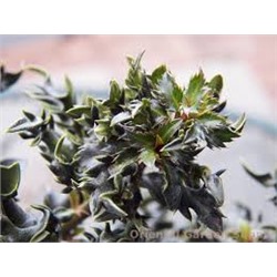 Ilex meservae 'Horstmann Mini' 15-20 cm cont. 2,0L