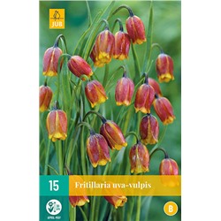 Fritillaria Uva-Vulpis * 8/+ * 15 шт
