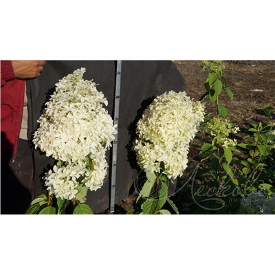 Гортензия метельчатая (Hydrangea paniculata `Dentelle de Gorron`)	С 7,5