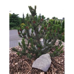 Pinus contorta 'Spaans Dwarf'	25-30 cm cont. 3,0L