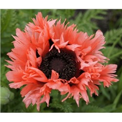 Мак Papaver or. 'Forncett Summer' Liners P9