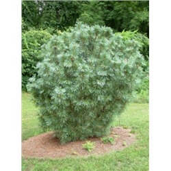 Pinus pumila 'Glauca' С5 30-35