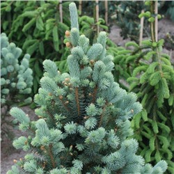 Picea pungens 'Iseli Fastigiate' С7.5 50-60