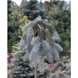 Picea pungens The Blues C5 Pa 80