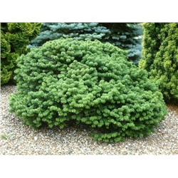 Abies balsamea hudsonia 15-20 cm cont. 2,0L