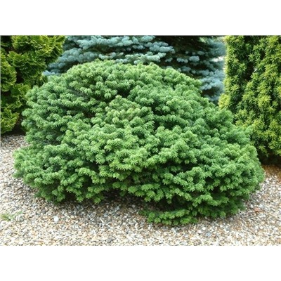 Abies balsamea hudsonia 15-20 cm cont. 2,0L